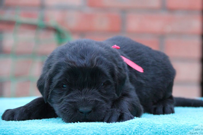 Фото: ньюфаундленд Derzhava s Berega Dona (Держава с Берега Дона)