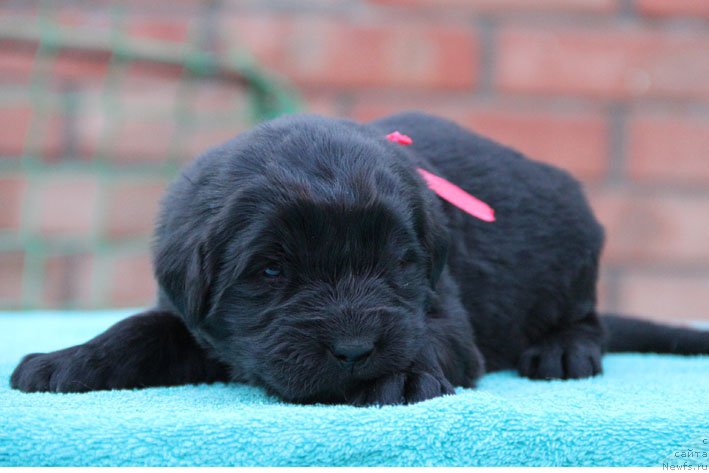 Фото: ньюфаундленд Derzhava s Berega Dona (Держава с Берега Дона)