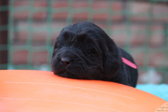 Фото: ньюфаундленд Derzhava s Berega Dona (Держава с Берега Дона)