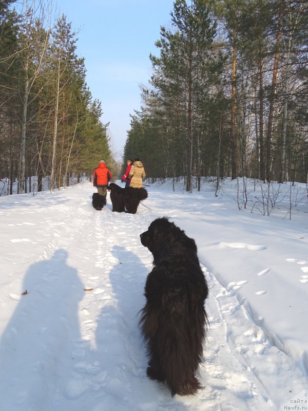 Фото: ньюфаундленд Lesnaya Skazka Lunnaya Sonata (Лесная Сказка Лунная Соната)
