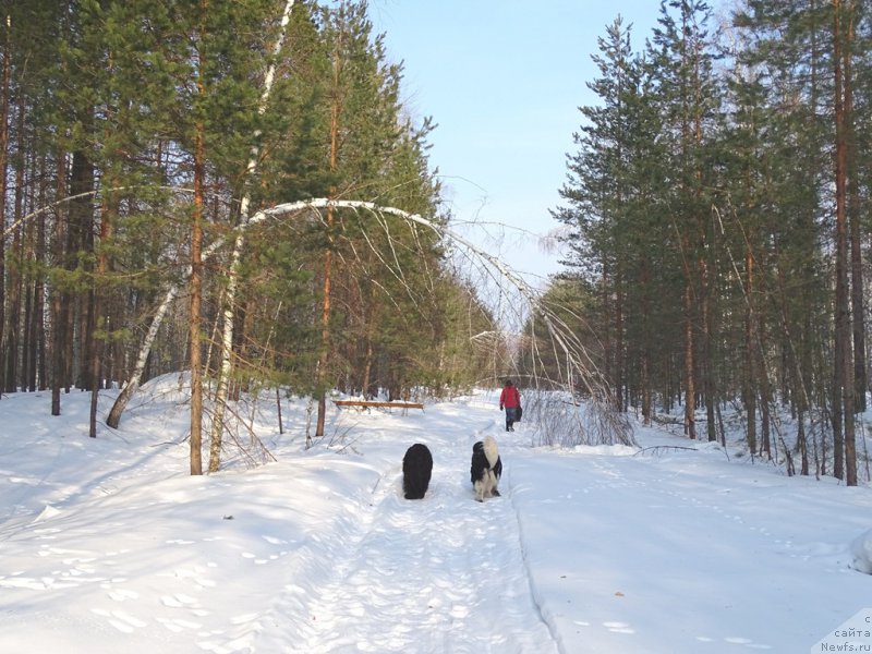 Фото: ньюфаундленд CHernyiy SHarm Vellington (Черный Шарм Веллингтон)