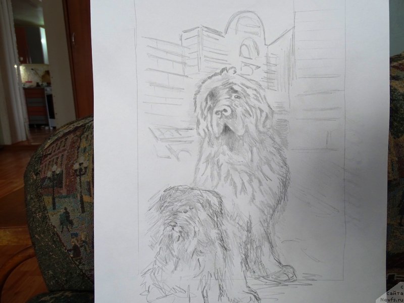 Фото: ньюфаундленд Barhatka Roskoshnaya (Бархатка Роскошная), Фрося