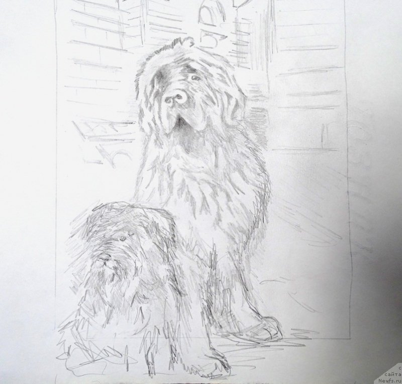 Фото: ньюфаундленд Barhatka Roskoshnaya (Бархатка Роскошная), Фрося