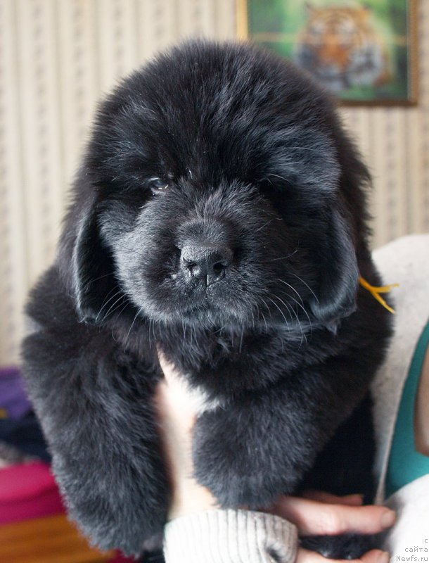 Фотография № 176842