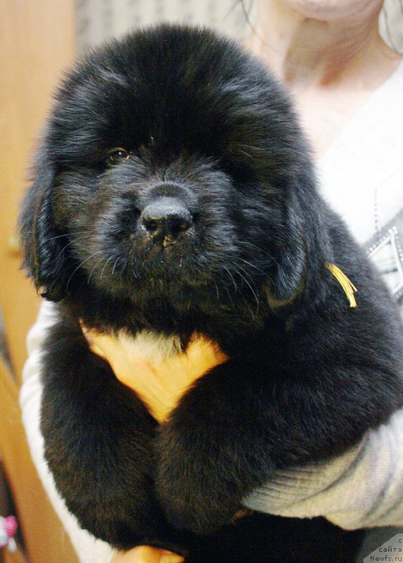 Фотография № 176843