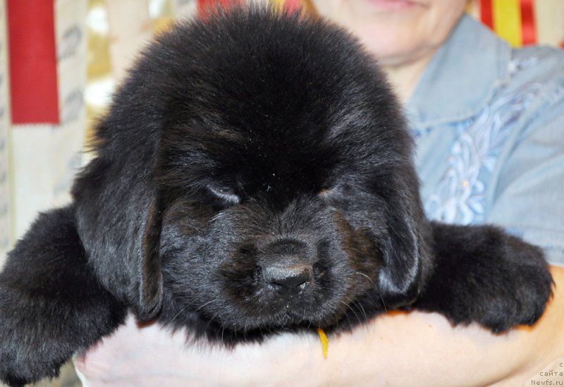 Фотография № 176844