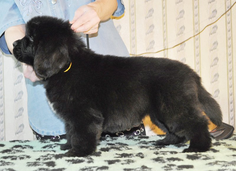 Фотография № 176846