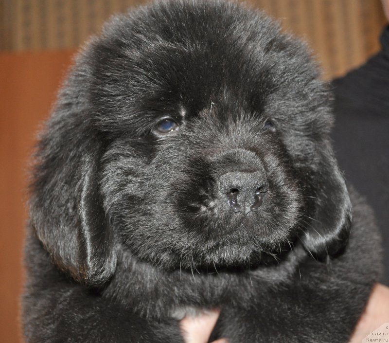 Фотография № 176847