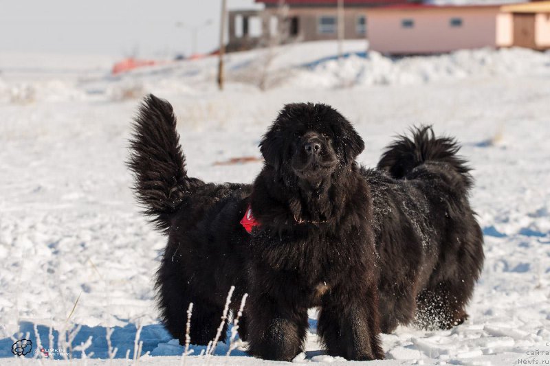 Фотография № 176848