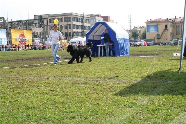 Фото: ньюфаундленд Drive Me Crazy of Apachee's Home