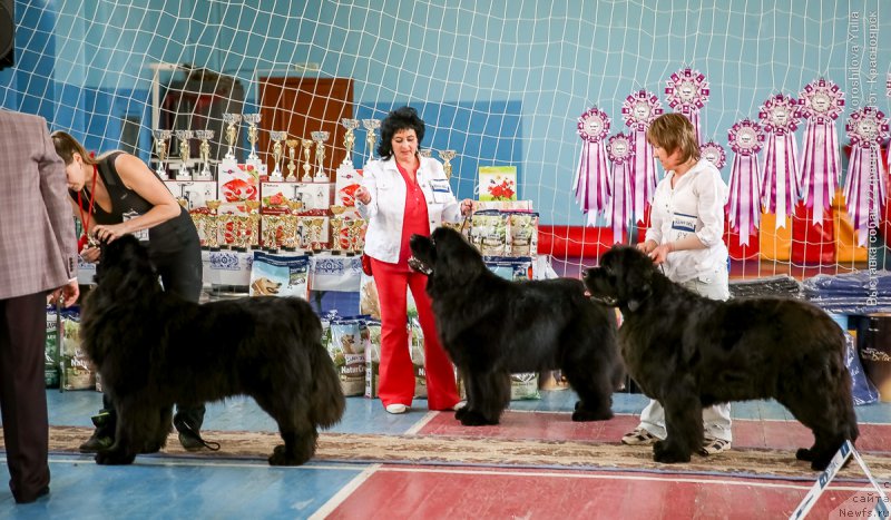 Фото: ньюфаундленд Victory Dance Dinastiya Soverchenstva