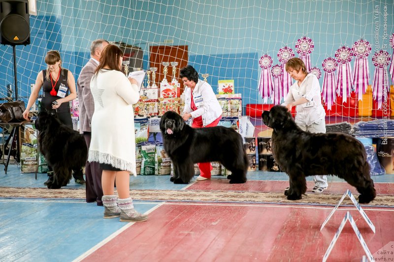 Фото: ньюфаундленд Victory Dance Dinastiya Soverchenstva