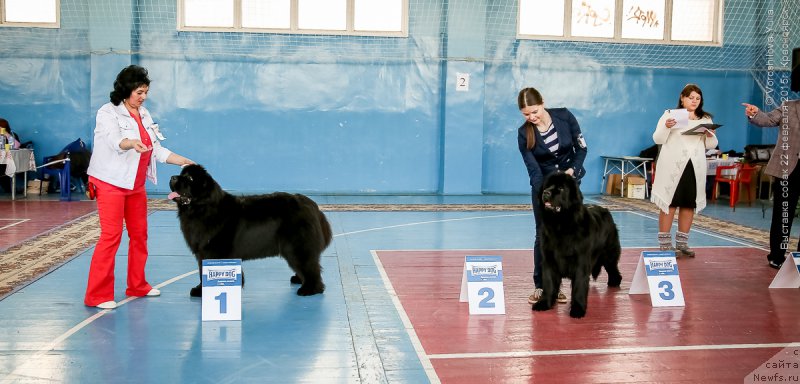 Фото: ньюфаундленд Victory Dance Dinastiya Soverchenstva