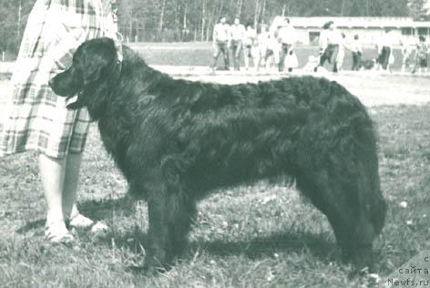 Фото: ньюфаундленд Renniya Flo (Ренния Фло)