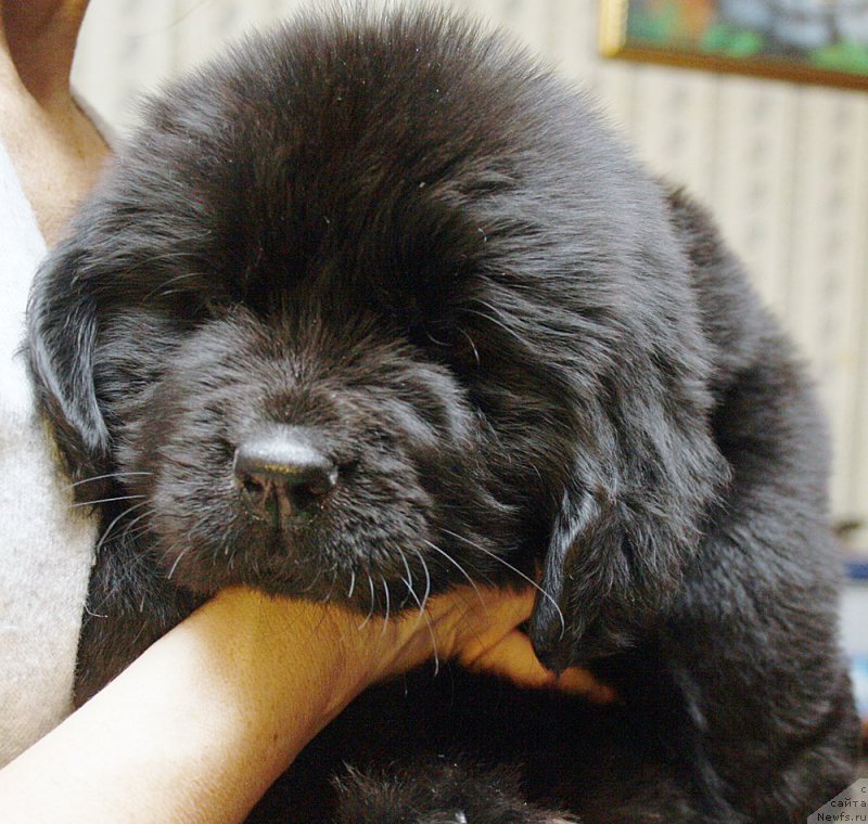 Фотография № 176906