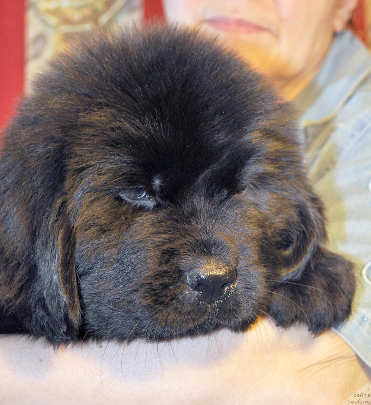 Фото: Beguschaya po Volnam Blue Сanary