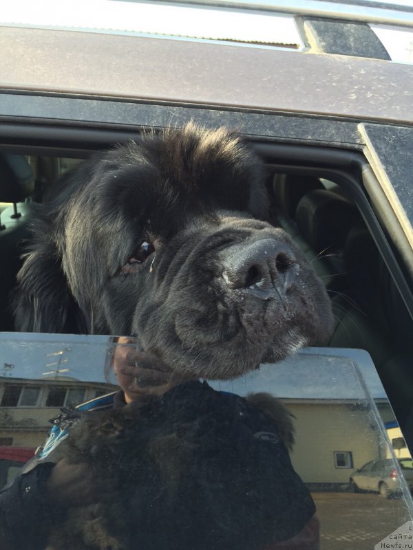 Фото: ньюфаундленд Restayling From SHipmyen (Рестайлинг Фром Шипмэн)