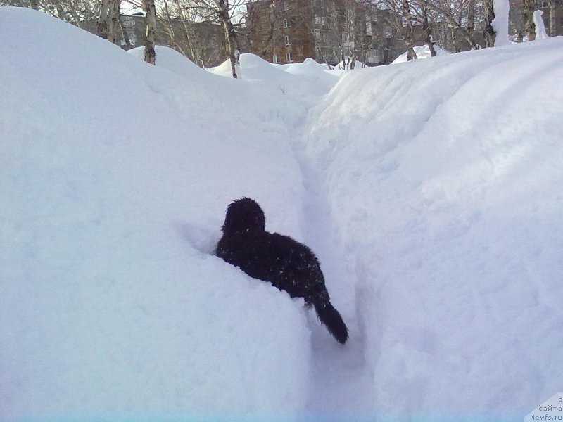 Фото: ньюфаундленд Sent Djons Never Giv Up (Сент Джонс Невер Гив Ап)