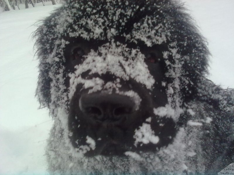 Фото: ньюфаундленд Sent Djons Zhiscar D'Estaing Edmon (Сент Джонс Жискар Д'Эстен Эдмон)