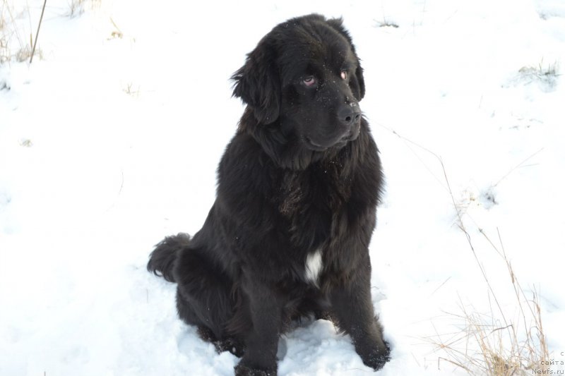 Фото: Elena Backalevich (Елена Бацкалевич)