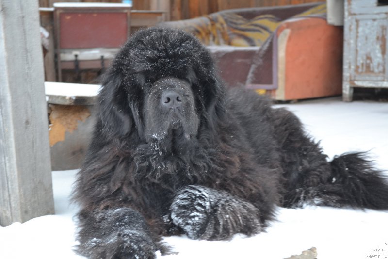 Фото: ньюфаундленд Super Premium Ameliya YEkshen (Супер Премиум Амелия Экшен)