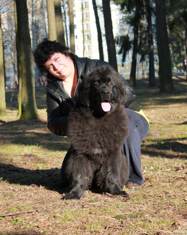 Фото: ньюфаундленд Al'fa Dar Oksa Avgustina (Альфа Дар Окса Августина), Valentina Voronec (Валентина Воронец)