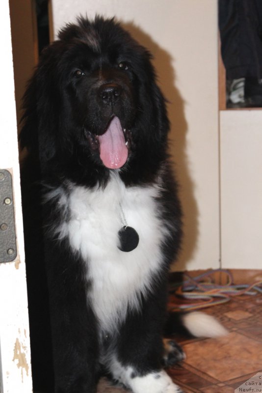 Фотография № 176962