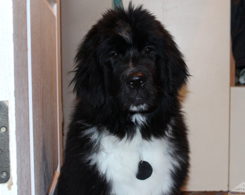 Фото: ньюфаундленд Linda Eva (Линда Ева)