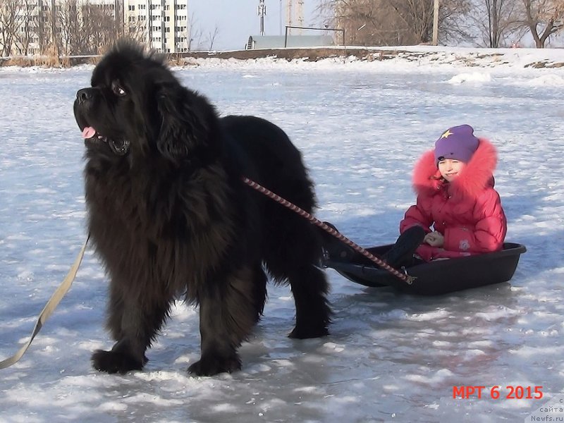 Фото: ньюфаундленд Angelo Orso Sirius (Анджело Орсо Сириус)