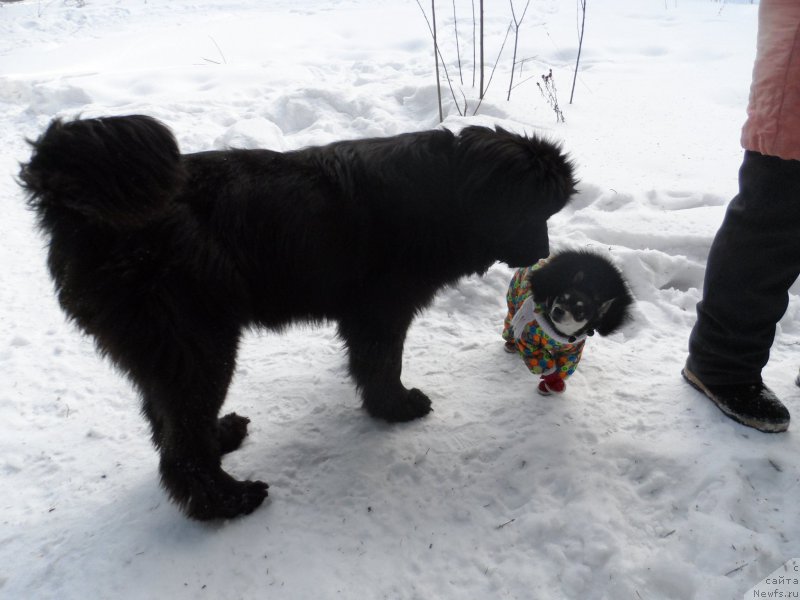 Фотография № 176976