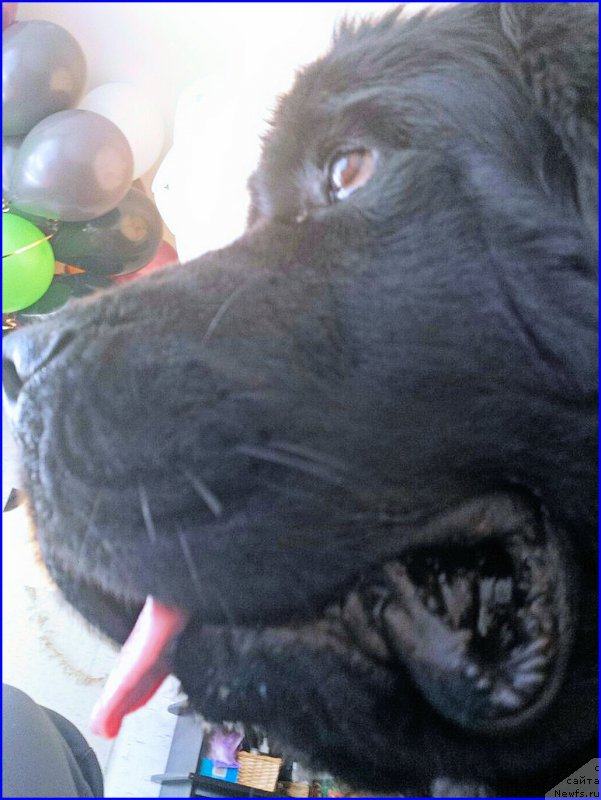 Фото: ньюфаундленд N'yufort CHernyiy SHokolad (Ньюфорт Черный Шоколад)