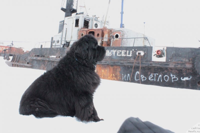 Фото: ньюфаундленд Beguschaya po Volnam Zero Kool (Бегущая по Волнам Зеро Коол)