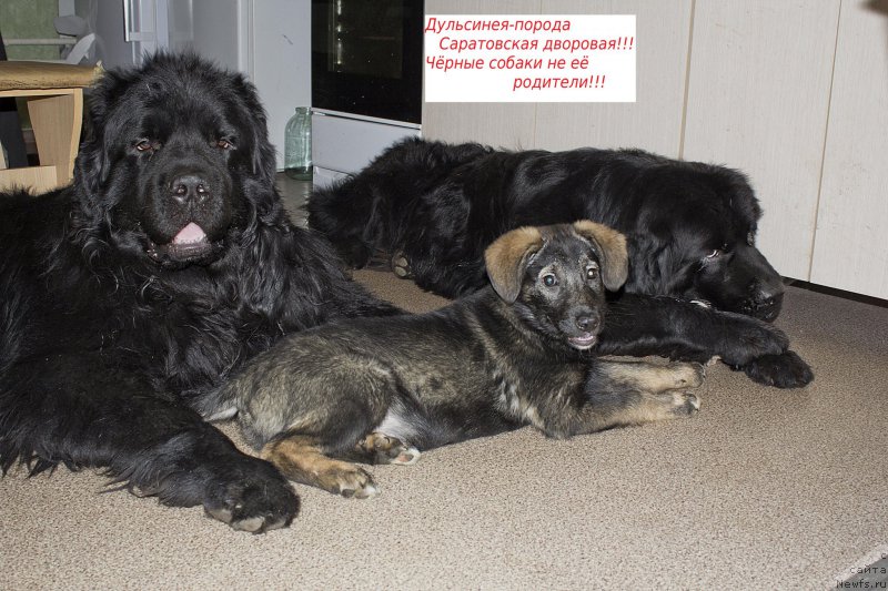 Фотография № 177079