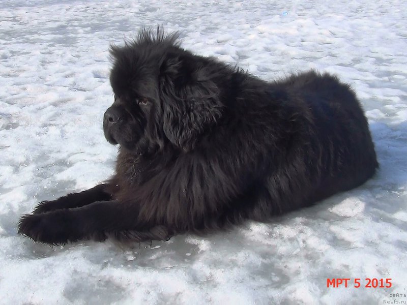 Фото: ньюфаундленд Angelo Orso Sirius (Анджело Орсо Сириус)