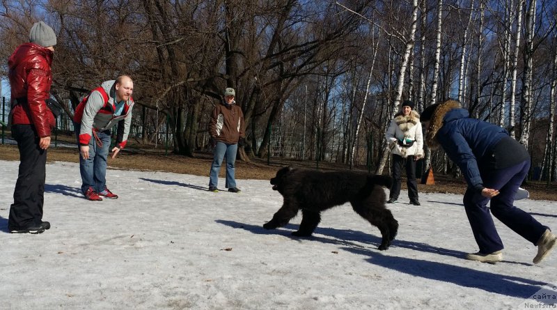 Фото: Larisa Kutina (Лариса Кутина), ньюфаундленд Angel Khranitel Gruffidd (Ангел Хранитель Граффидд), Elena Bogdanova (Елена Богданова)