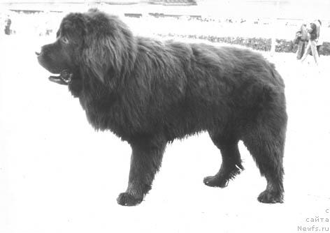 Фото: ньюфаундленд Jesber SHerif (Жесбер Шериф)