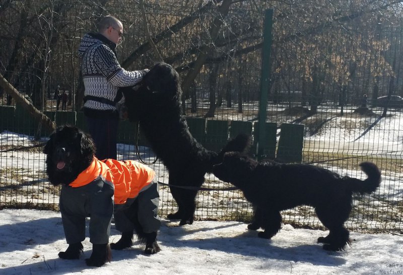 Фото: Кирилл и Бэк, ньюфаундленд Belkonder-Club Ugli-Boogli (Белкондер-Клаб Угли-Бугли), ньюфаундленд Beguschaya po Volnam Foget Mi Not (Бегущая по Волнам Фогет Ми Нот)