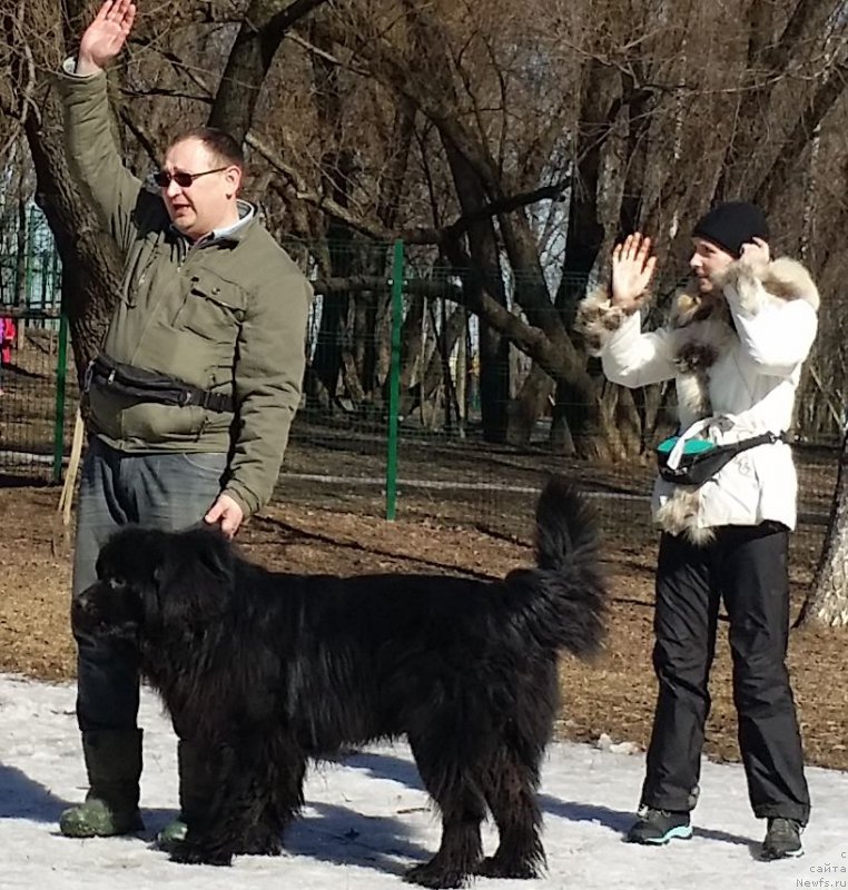 Фото: Andrey Vasil'cov (Андрей Васильцов), ньюфаундленд Laymar Seynari (Лаймар Сейнари), YUliya YAkusheva (Юлия Якушева)