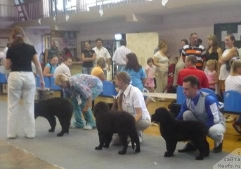 Фото: ньюфаундленд Alina Alika iz Orlovskoy Slobodyi (Алина Алика из Орловской Слободы), ньюфаундленд Avgusteyshaya Tabata iz Orlovskoy Slobodyi (Августейшая Табата из Орловской Слободы), ньюфаундленд YElegiya Morya (Элегия Моря)