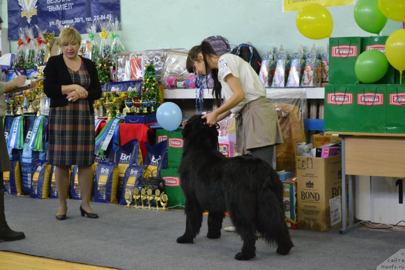 Фото: ньюфаундленд Piternyuf Ideas For Life (Питерньюф Идеас Фор Лифе), Zarina Lubkova (Зарина Лубкова)