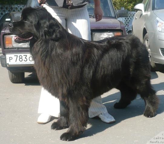 Фото: ньюфаундленд Alina Anika (Алина Аника)