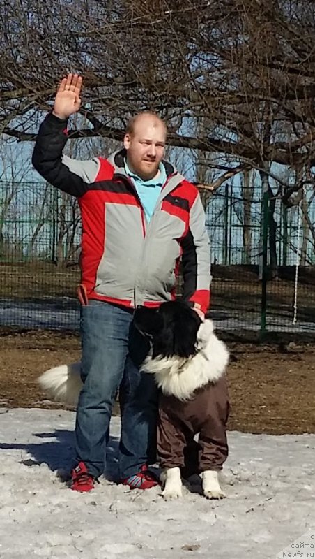 Фото: Mihail Mihaylov (Михаил Михайлов), ньюфаундленд Sent Djons Vanilla Ice (Сент Джонс Ванилла Айс)