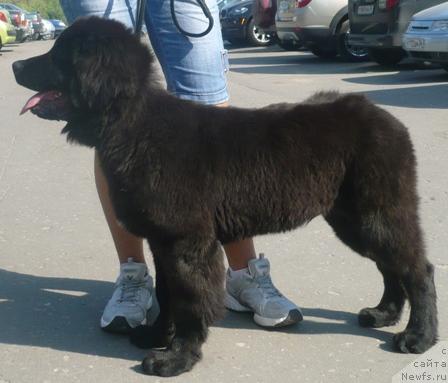 Фото: ньюфаундленд Appolon iz Orlovskoy Slobodyi (Апполон из Орловской Слободы)