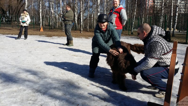 Фото: Natal'ya Smazchikova (Наталья Смазчикова), ньюфаундленд Feerichnaja Fortunatussi s Berega Dona (Фееричная Фортунатусси с Берега Дона), Кирилл, Mihail Mihaylov (Михаил Михайлов), Andrey Vasil'cov (Андрей Васильцов), YUliya YAkusheva (Юлия Якушева)