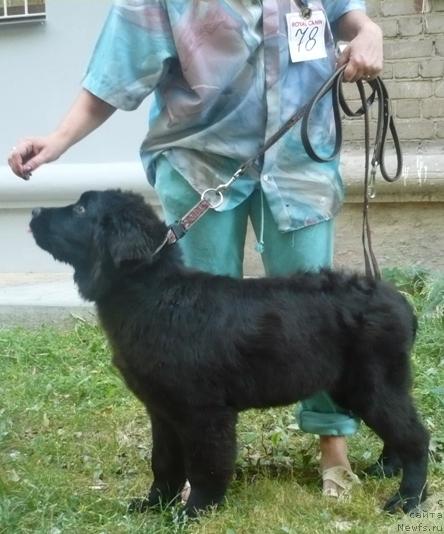 Фото: ньюфаундленд Alina Alika iz Orlovskoy Slobodyi (Алина Алика из Орловской Слободы)