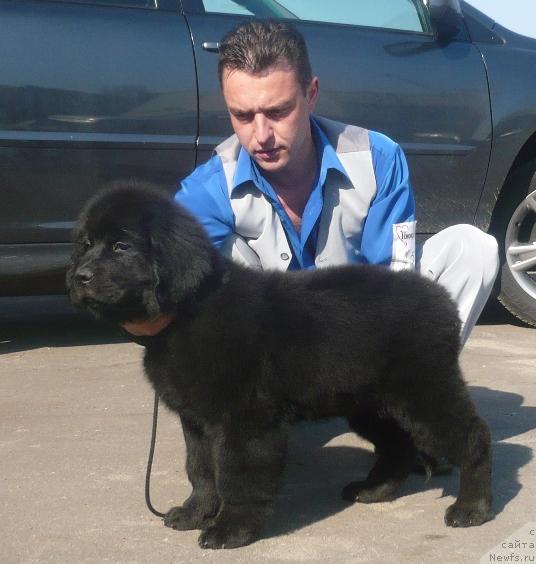 Фото: ньюфаундленд YElegiya Morya (Элегия Моря)