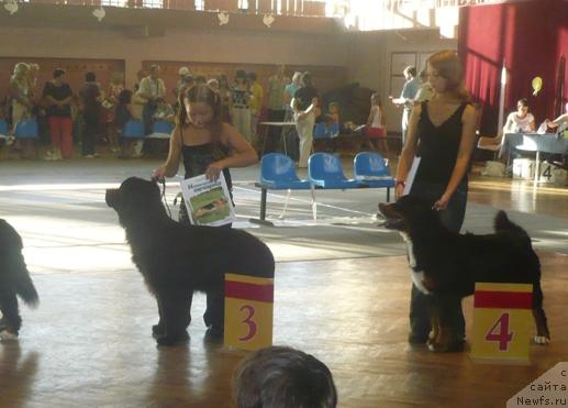 Фото: ньюфаундленд Val'kiriya Kalipsa (Валькирия Калипса)