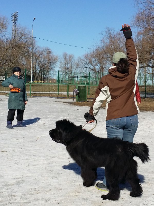 Фото: Natal'ya Smazchikova (Наталья Смазчикова), Aleksandra Fetisova (Александра Фетисова), ньюфаундленд Beguschaya po Volnam Foget Mi Not (Бегущая по Волнам Фогет Ми Нот)