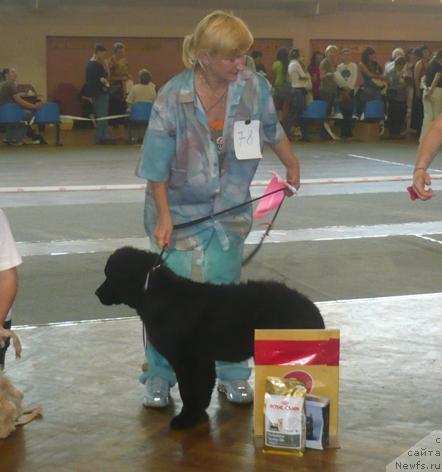 Фото: ньюфаундленд Alina Alika iz Orlovskoy Slobodyi (Алина Алика из Орловской Слободы)