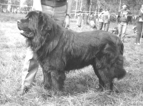 Фото: ньюфаундленд Han YAn Vel't (Хан Ян Вельт)